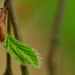 Berlin/Botanischer Garten/DSC_1145.JPG
